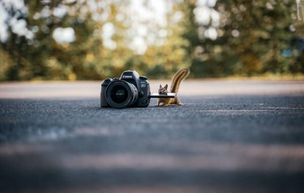 Egy mókus egy földre rakott kameránál