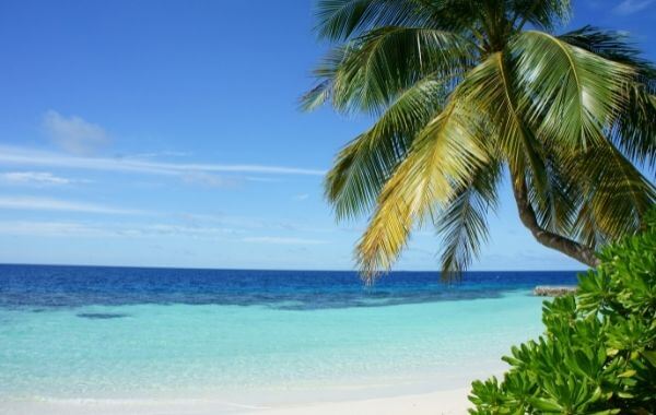 Tengerpart pálmafákkal