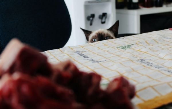 Egy macska lesi az asztalon lévő húst